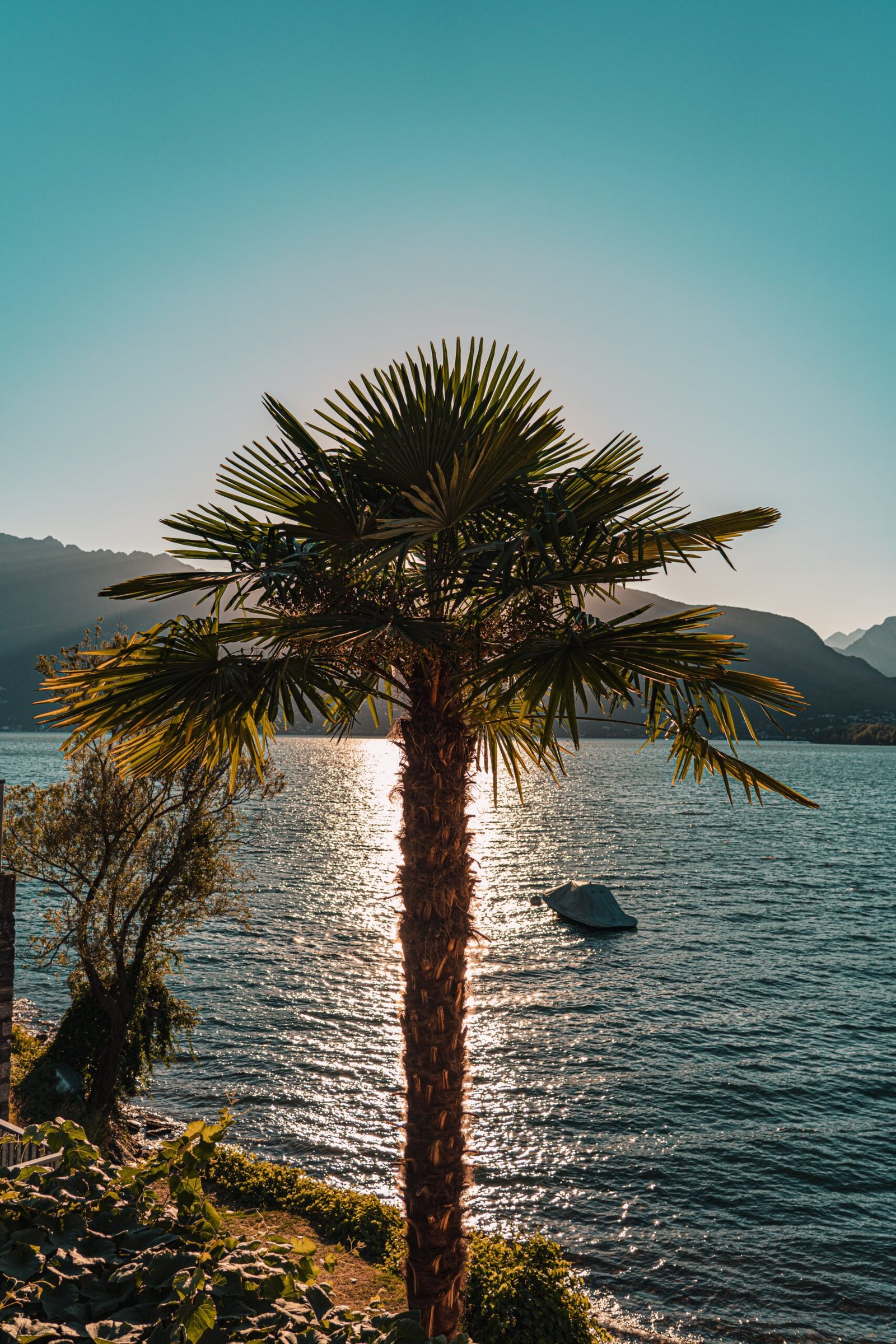 palm tree near body of water during daytime